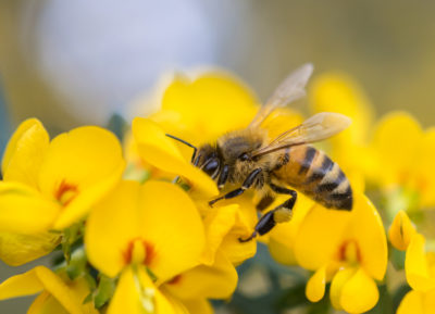 Brand your wedding with a Bee and give honey to the guests. 